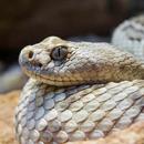 rattlesnake Wallpaper aplikacja