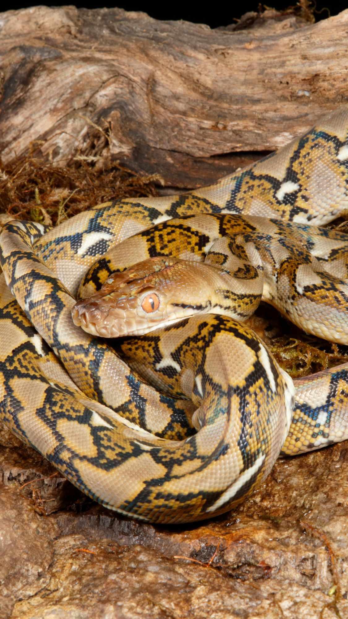 Reticulated Python Wallpaper APK untuk Unduhan Android image.
