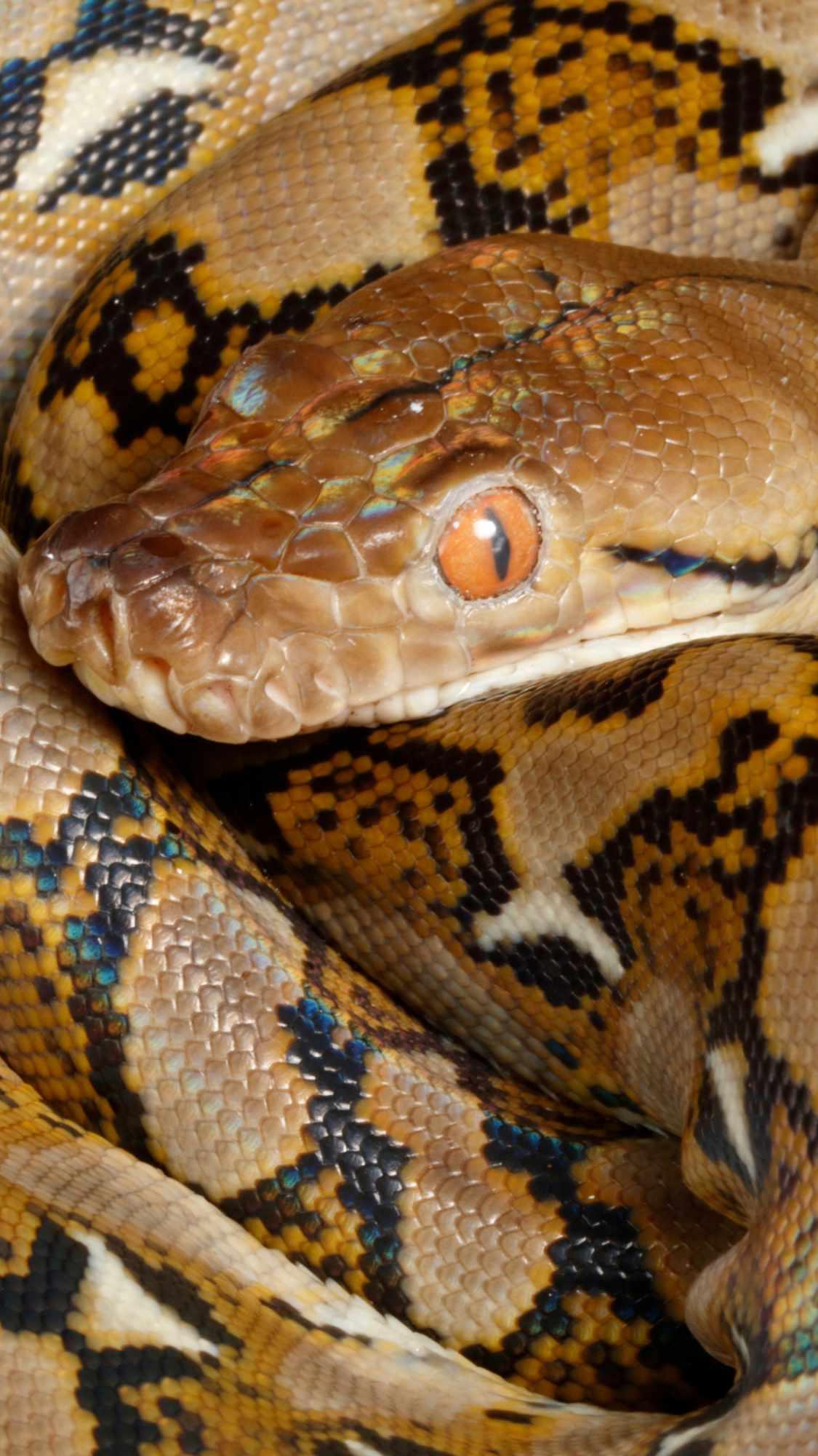 Reticulated Python Wallpaper APK for Android Download