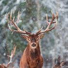 Deer Wallpaper icon