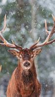 Deer Wallpaper poster
