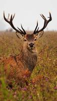 Deer Wallpaper screenshot 1