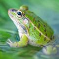Frog Wallpaper