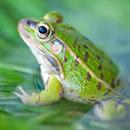 Frog Wallpaper aplikacja