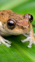 Frog Wallpaper Affiche