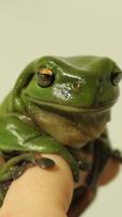 Frog Wallpaper capture d'écran 1