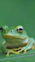 Frog Wallpaper capture d'écran 2