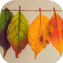Autumn Leaf Fall Wallpaper LEAVES AND ROSES APK