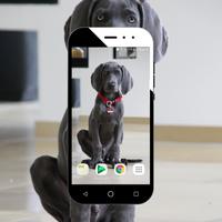 Fondos de Pantalla Perritos Gratis captura de pantalla 1