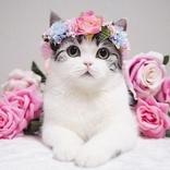 flower and cats 2021.