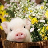 PORC  AND FLOWER 2021