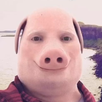 John Pork Is Calling... APK