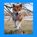 Ladrido de perro grande APK