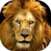 ”Lions Live Wallpaper