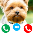 dog video call game