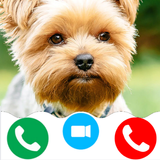 dog video call game icon