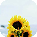 Dias da Semana - Sticker