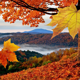 Falling Leaves Live Wallpaper آئیکن