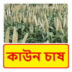 কাউন চাষের সঠিক পদ্ধতি ~ Cowan Cultivation