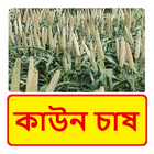কাউন চাষের সঠিক পদ্ধতি ~ Cowan Cultivation أيقونة