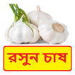 রসুন চাষের সঠিক পদ্ধতি ~ Garlic Cultivation