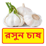 রসুন চাষের সঠিক পদ্ধতি ~ Garlic Cultivation icône