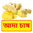 আদা চাষের সঠিক পদ্ধতি ~ Ginger Cultivation