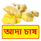 আদা চাষের সঠিক পদ্ধতি ~ Ginger Cultivation icon