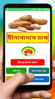 Poster চীনাবাদাম চাষের পদ্ধতি ~  Groundnut Cultivation