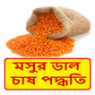 মসুর ডাল চাষের সঠিক পদ্ধতি ~ Lentil Cultivation