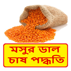 মসুর ডাল চাষের সঠিক পদ্ধতি ~ Lentil Cultivation أيقونة