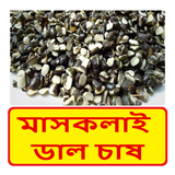 মাসকলাই ডাল চাষের পদ্ধতি ~ Mascalai Cultivation ícone