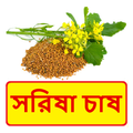 সরিষা চাষের সঠিক পদ্ধতি ~ Mustard Cultivation