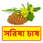 সরিষা চাষের সঠিক পদ্ধতি ~ Mustard Cultivation biểu tượng