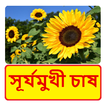 সূর্যমুখী চাষের সঠিক পদ্ধতি~ Sunflower Cultivation