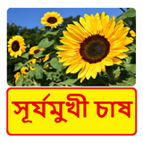 সূর্যমুখী চাষের সঠিক পদ্ধতি~ Sunflower Cultivation ícone