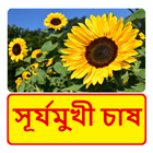 সূর্যমুখী চাষের সঠিক পদ্ধতি~ Sunflower Cultivation icône