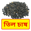 ”তিল চাষের সঠিক পদ্ধতি ~ Til Cultivation