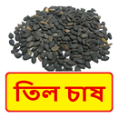 তিল চাষের সঠিক পদ্ধতি ~ Til Cultivation APK