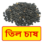তিল চাষের সঠিক পদ্ধতি ~ Til Cultivation ícone
