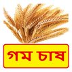 ”গম চাষের সঠিক পদ্ধতি ~ Wheat  Cultivation