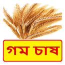 গম চাষের সঠিক পদ্ধতি ~ Wheat  Cultivation APK
