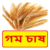 গম চাষের সঠিক পদ্ধতি ~ Wheat  Cultivation icône