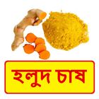 হলুদ চাষের সঠিক পদ্ধতি ~ Yellow spice Cultivation ícone