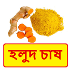 ikon হলুদ চাষের সঠিক পদ্ধতি ~ Yellow spice Cultivation