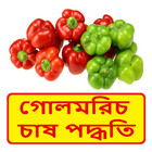 গোলমরিচ চাষের সঠিক পদ্ধতি ~ Pepper Cultivation simgesi