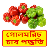 গোলমরিচ চাষের সঠিক পদ্ধতি ~ Pepper Cultivation иконка