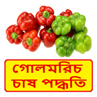 গোলমরিচ চাষের সঠিক পদ্ধতি ~ Pepper Cultivation أيقونة