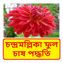 চন্দ্রমল্লিকা ফুল চাষের পদ্ধতি ~ Chrysanthemum APK