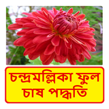 চন্দ্রমল্লিকা ফুল চাষের পদ্ধতি ~ Chrysanthemum ícone